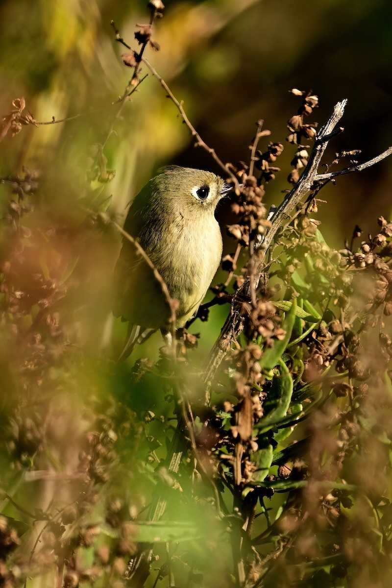 Ruby-crowned Kinglet - ML644053217