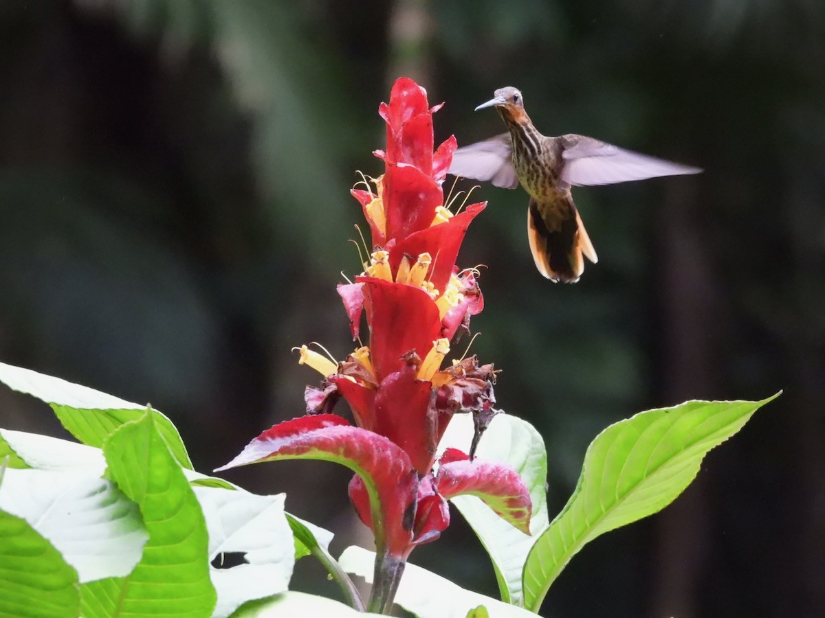 Saw-billed Hermit - ML644053218