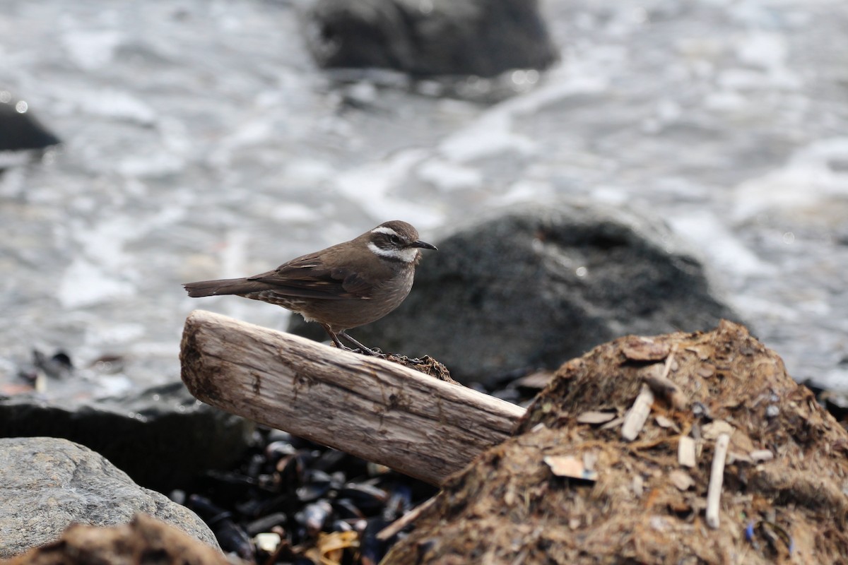 Cinclode à ventre sombre - ML644053237