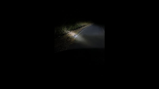 orientnattravn - ML644053241