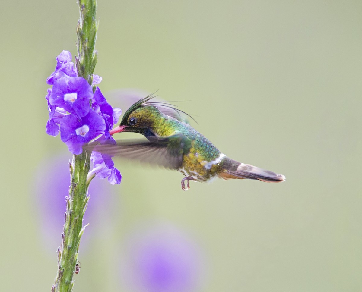 Black-crested Coquette - ML644053250