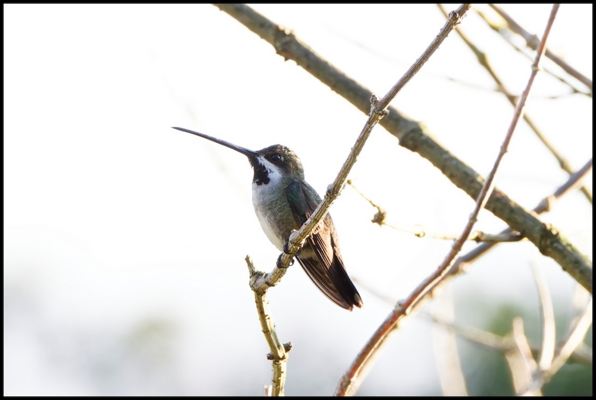 Длинноклювый ангел - ML644053255