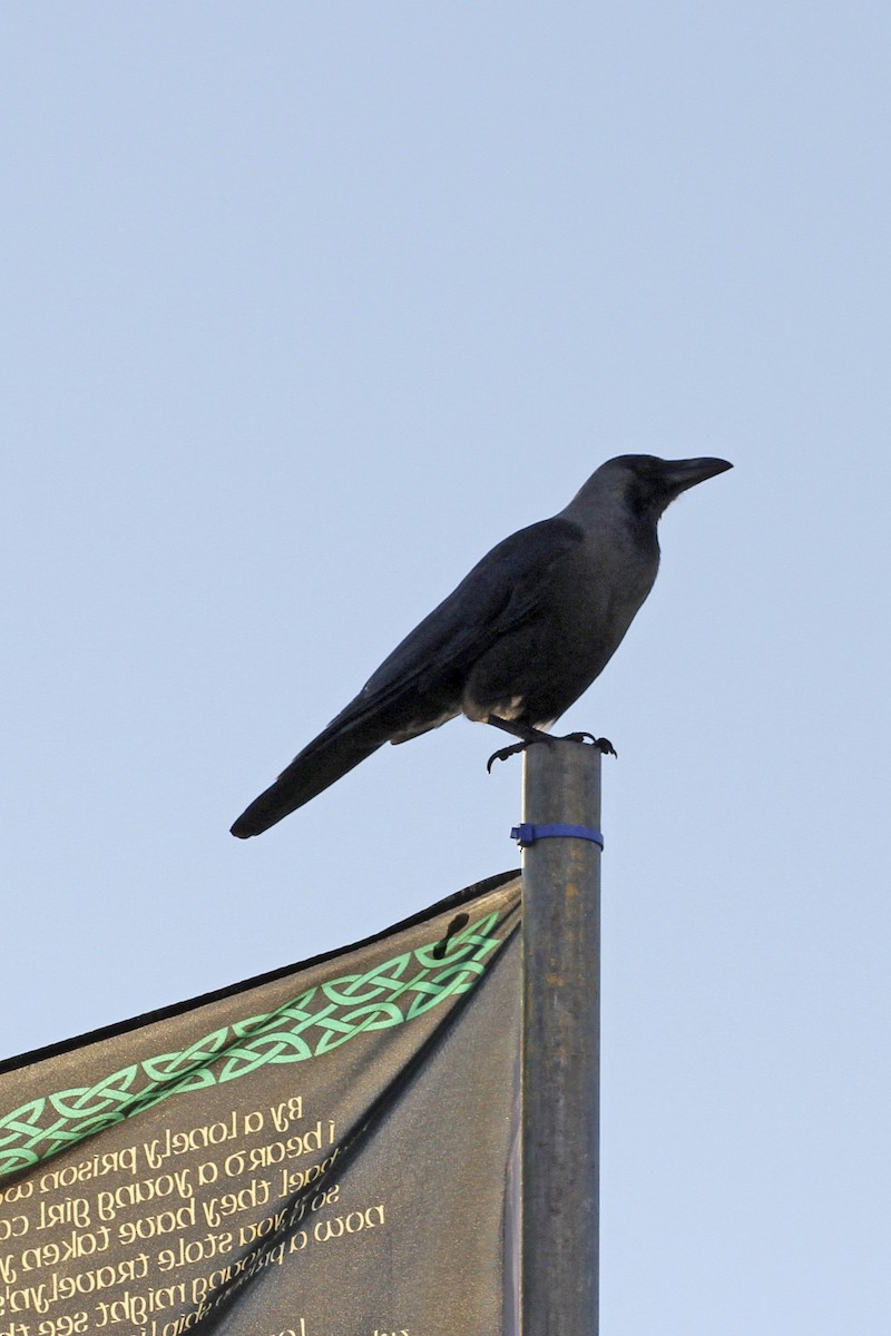 House Crow - ML644053264