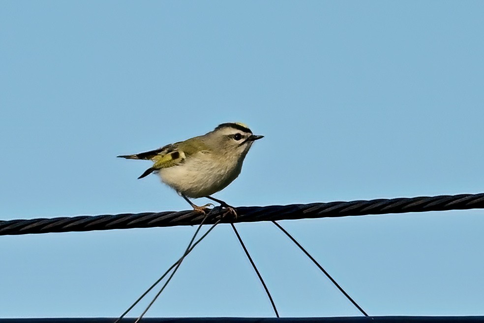 Golden-crowned Kinglet - ML644053266