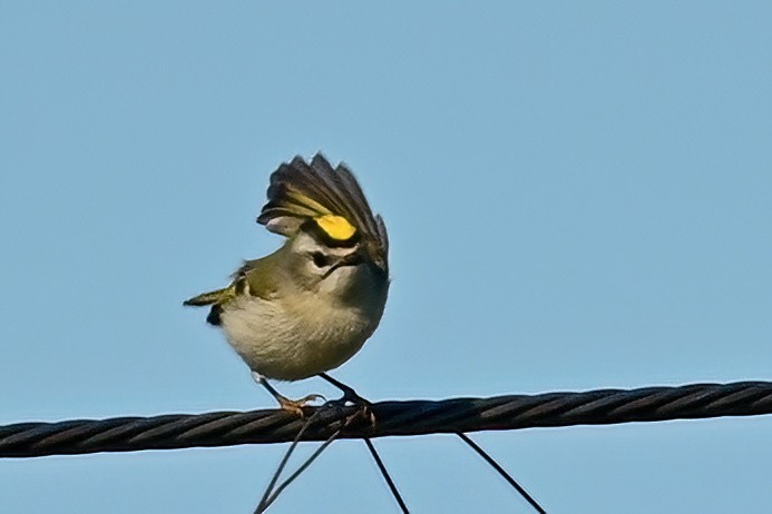 Golden-crowned Kinglet - ML644053267
