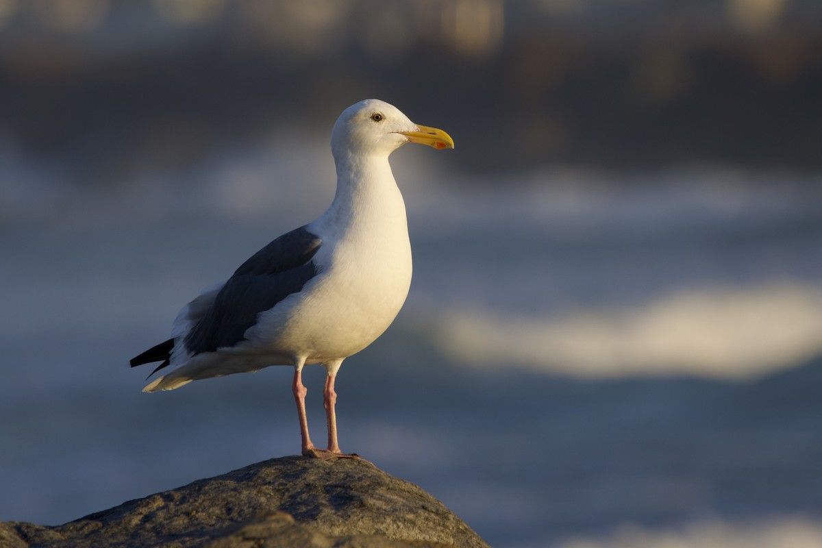 Western Gull - ML644053274