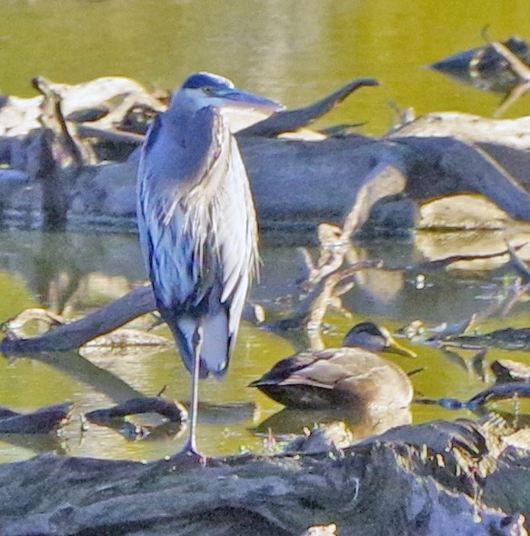 Great Blue Heron - ML644053275