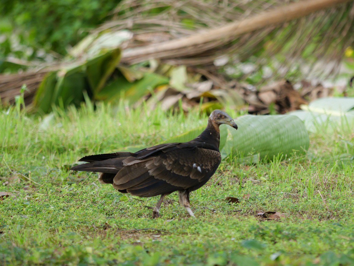 Lesser Yellow-headed Vulture - ML644053280