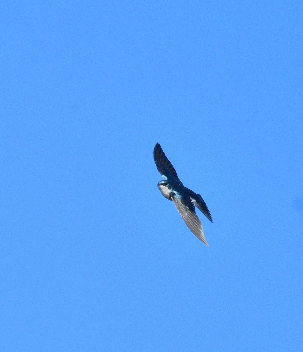 Tree Swallow - ML644053285