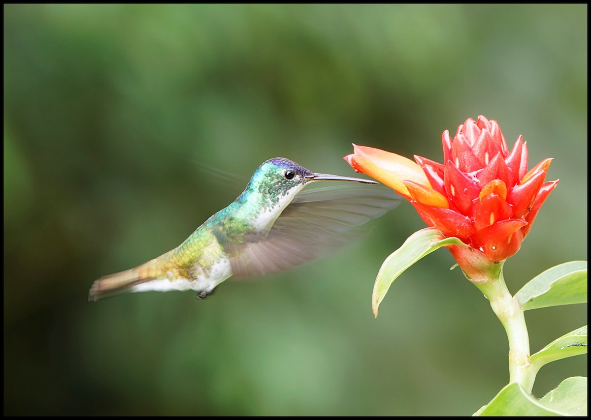 Андская амазилия - ML644053290