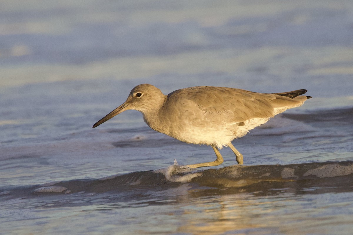 Willet (Western) - ML644053304