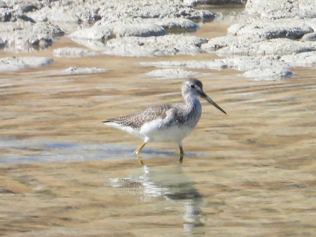 Greater Yellowlegs - ML644053324