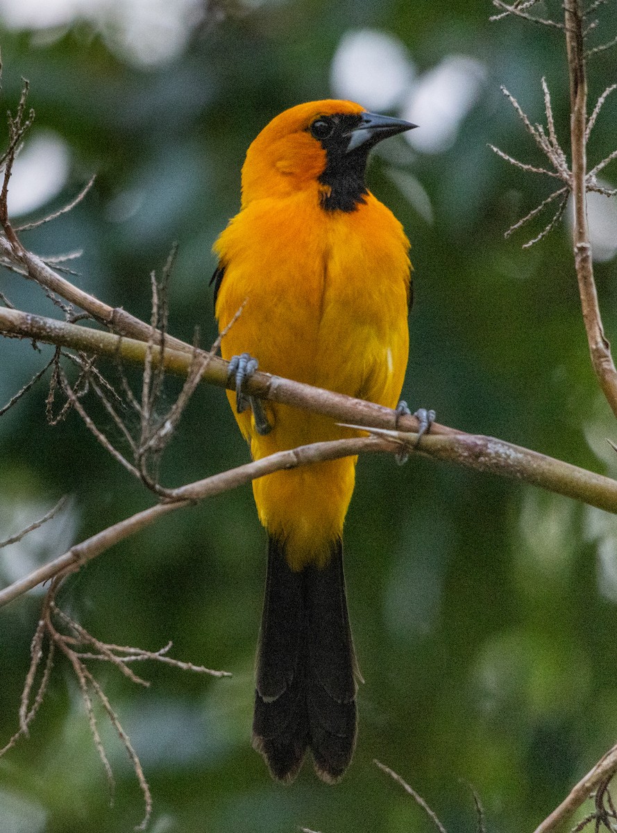 Altamira Oriole - ML644053330