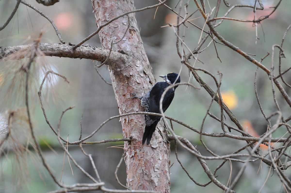 Black-backed Woodpecker - ML644053342