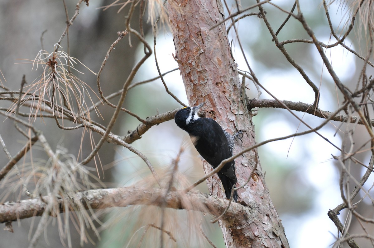 Black-backed Woodpecker - ML644053350