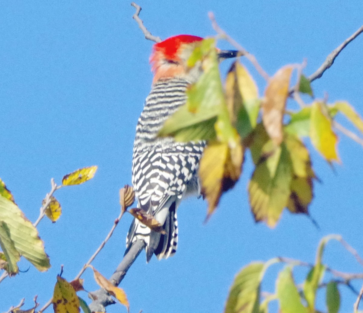 Red-bellied Woodpecker - ML644053373