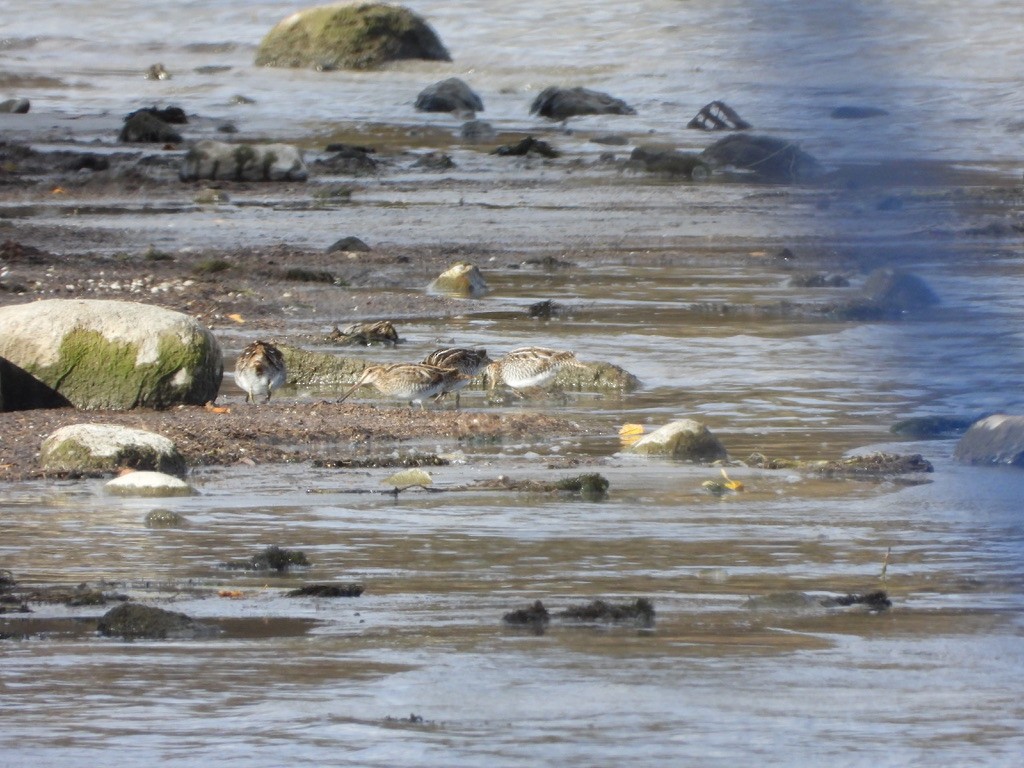 Wilson's Snipe - ML644053374