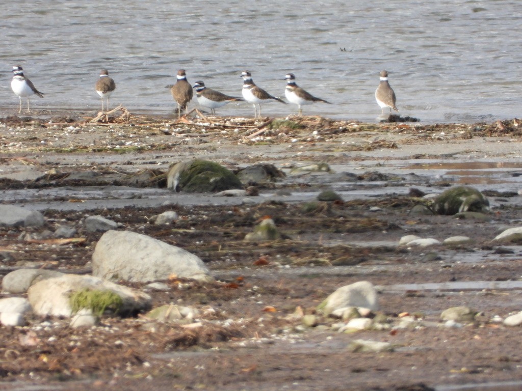 Killdeer - ML644053380