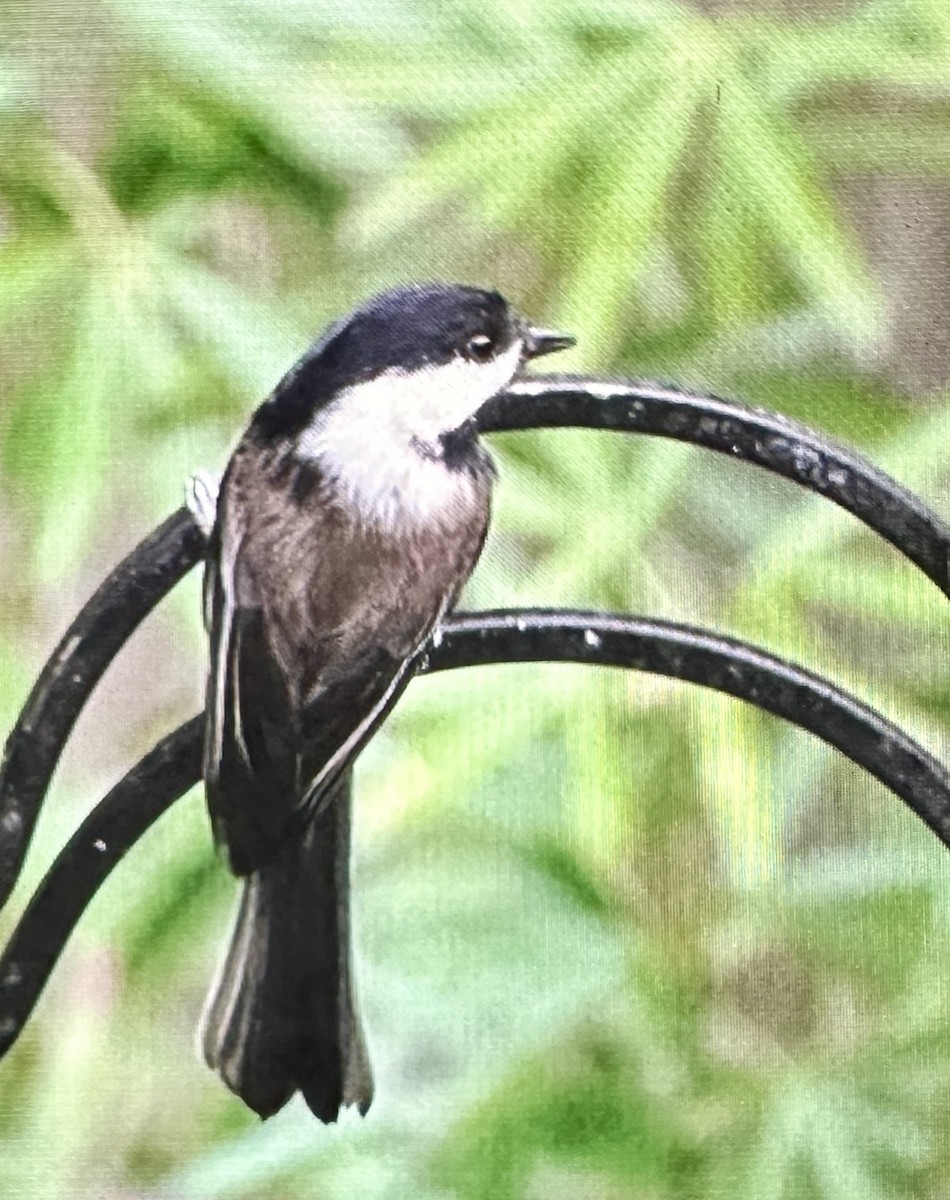 chickadee sp. - ML644053393
