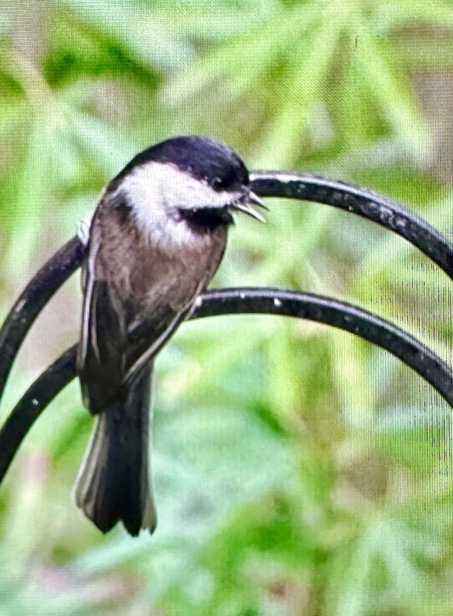 chickadee sp. - ML644053394