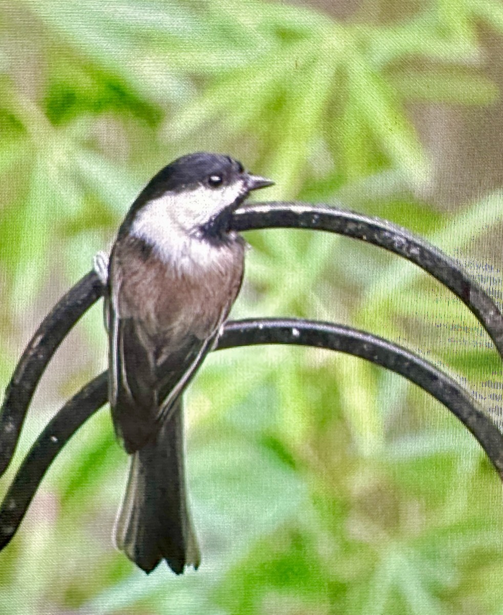 chickadee sp. - ML644053395