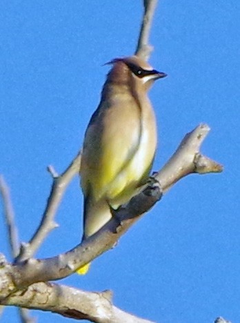 Cedar Waxwing - ML644053398