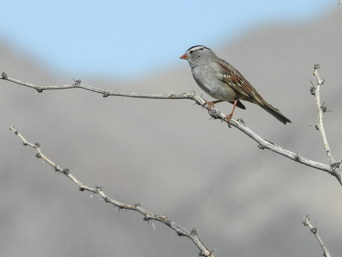 White-crowned Sparrow - ML644053400