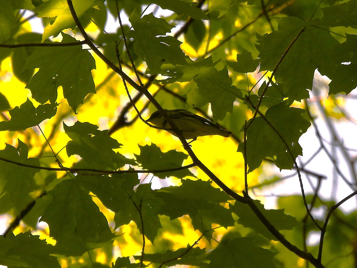 Cerulean Warbler - ML644053434