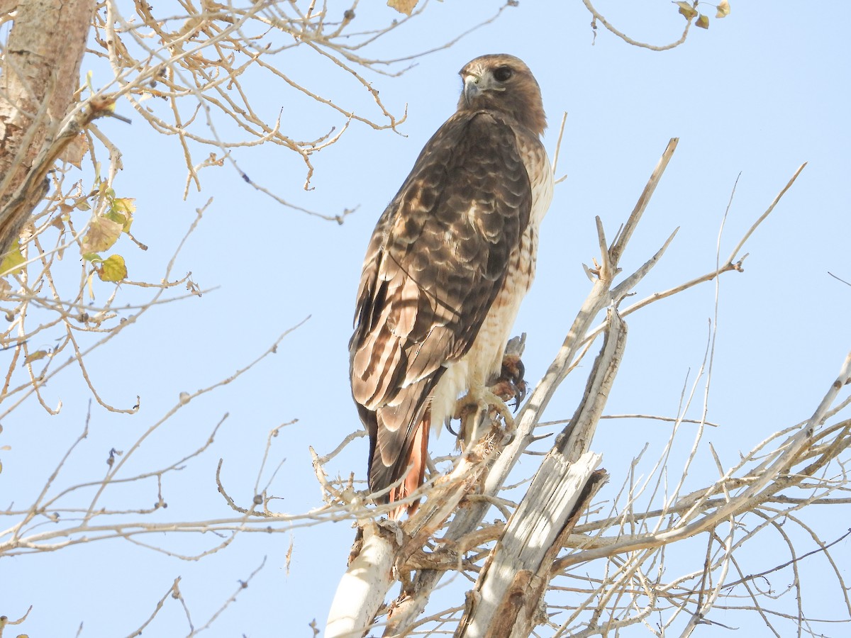 Red-tailed Hawk - ML644053459