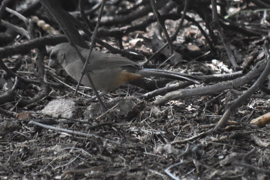 Abert's Towhee - ML644053463