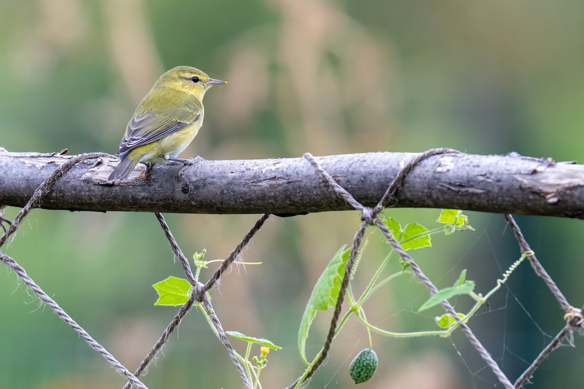 Tennessee Warbler - ML644053474