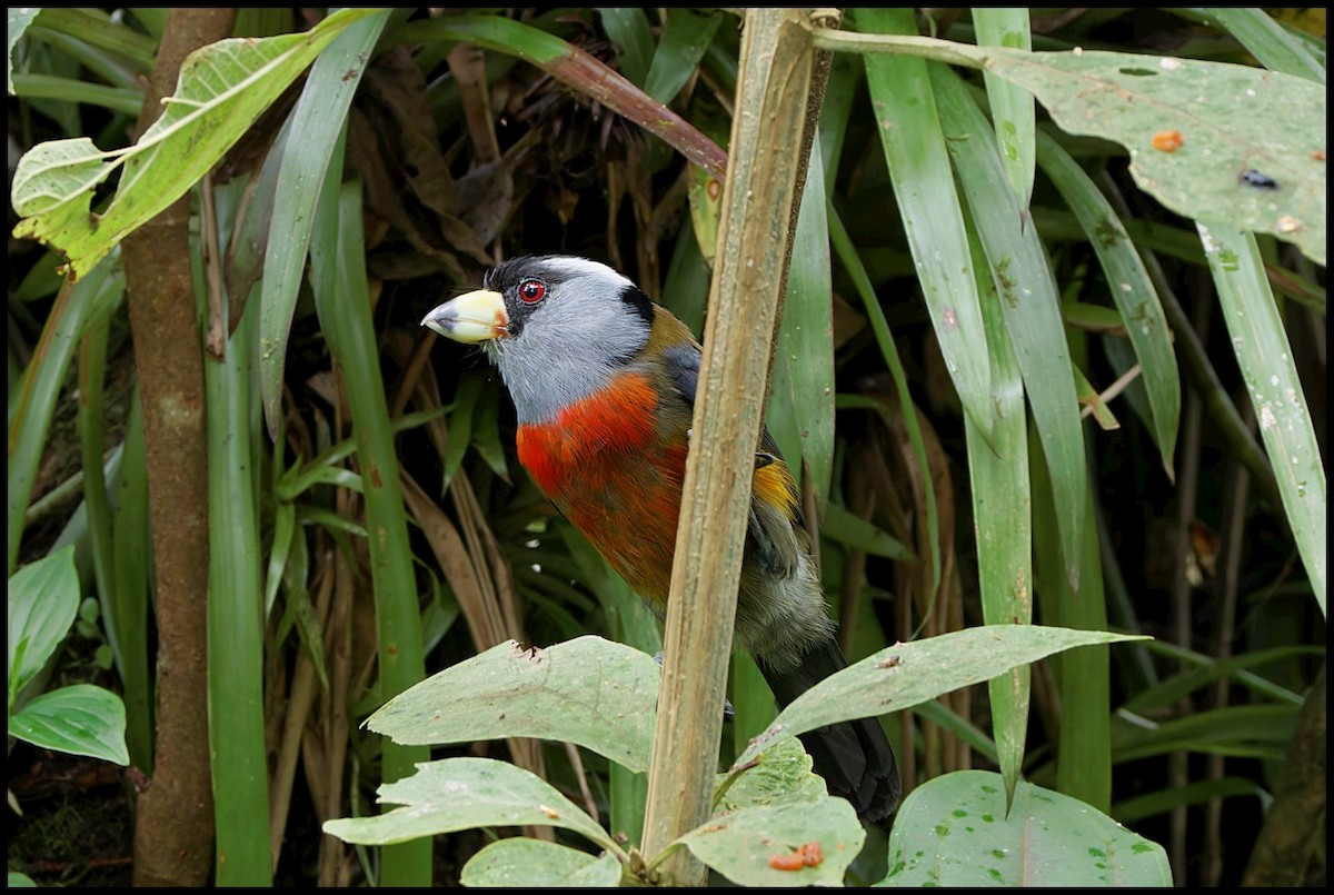 Toucan Barbet - ML644053507