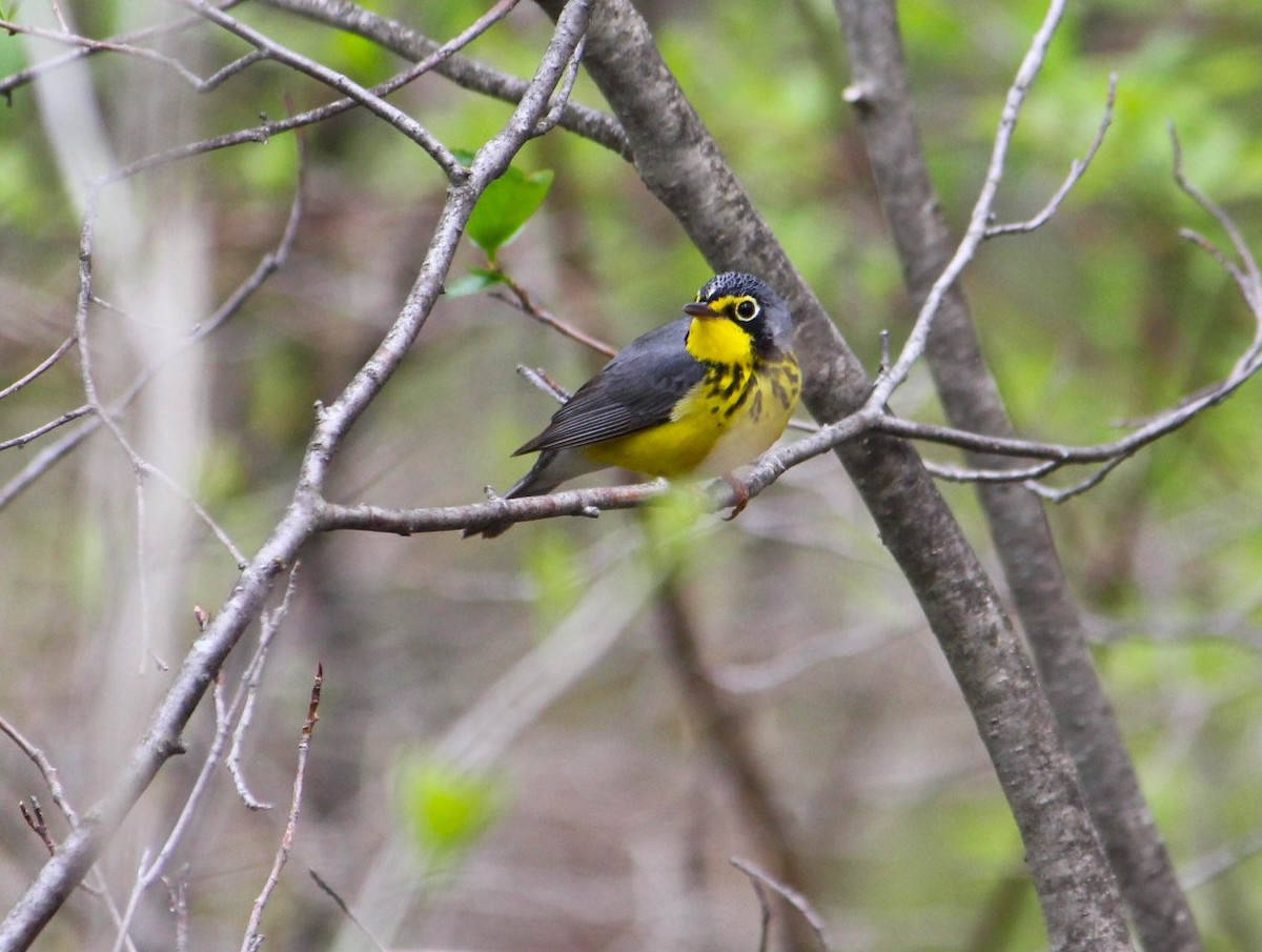 Canada Warbler - ML644053520