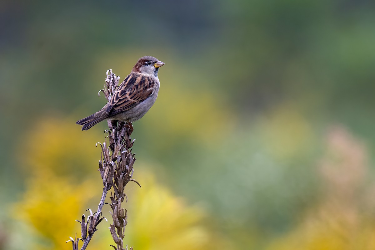 House Sparrow - ML644053553