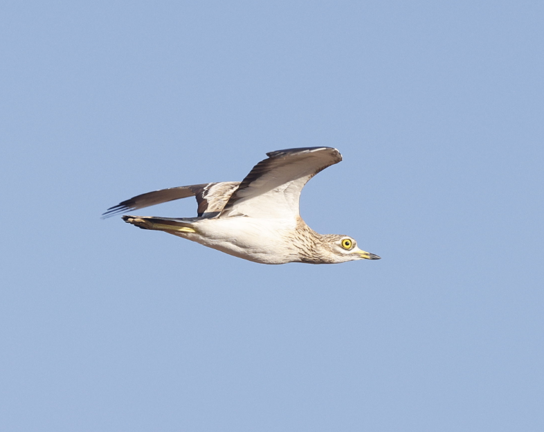 イシチドリ - ML644053556