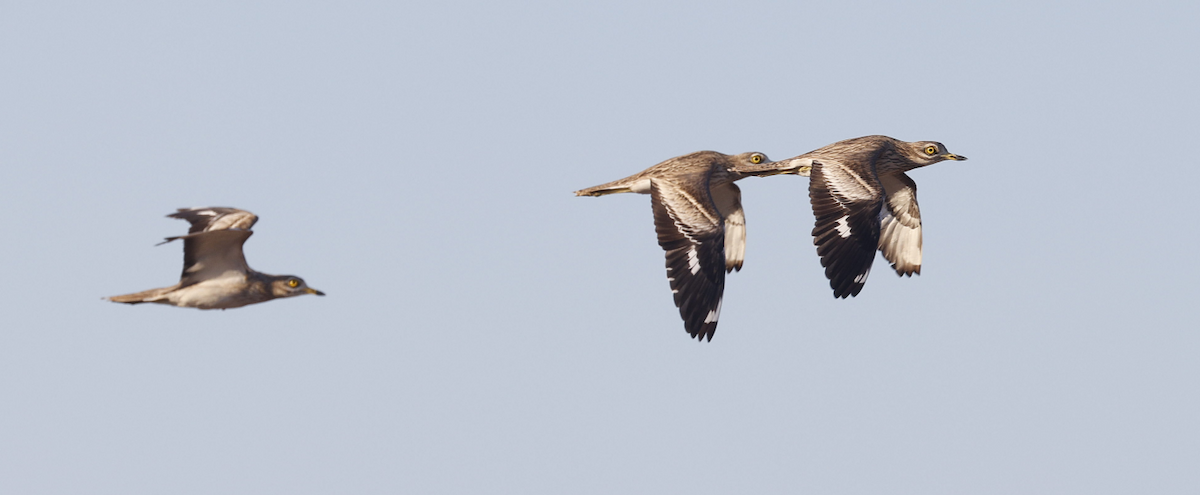 イシチドリ - ML644053558