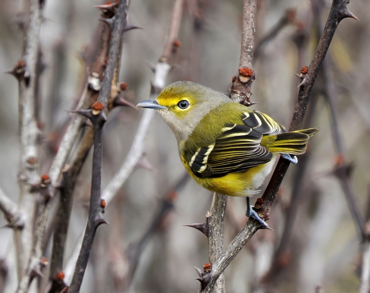 White-eyed Vireo - ML644053568