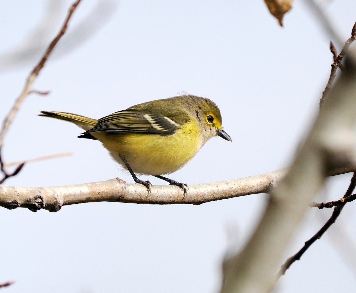 White-eyed Vireo - ML644053569