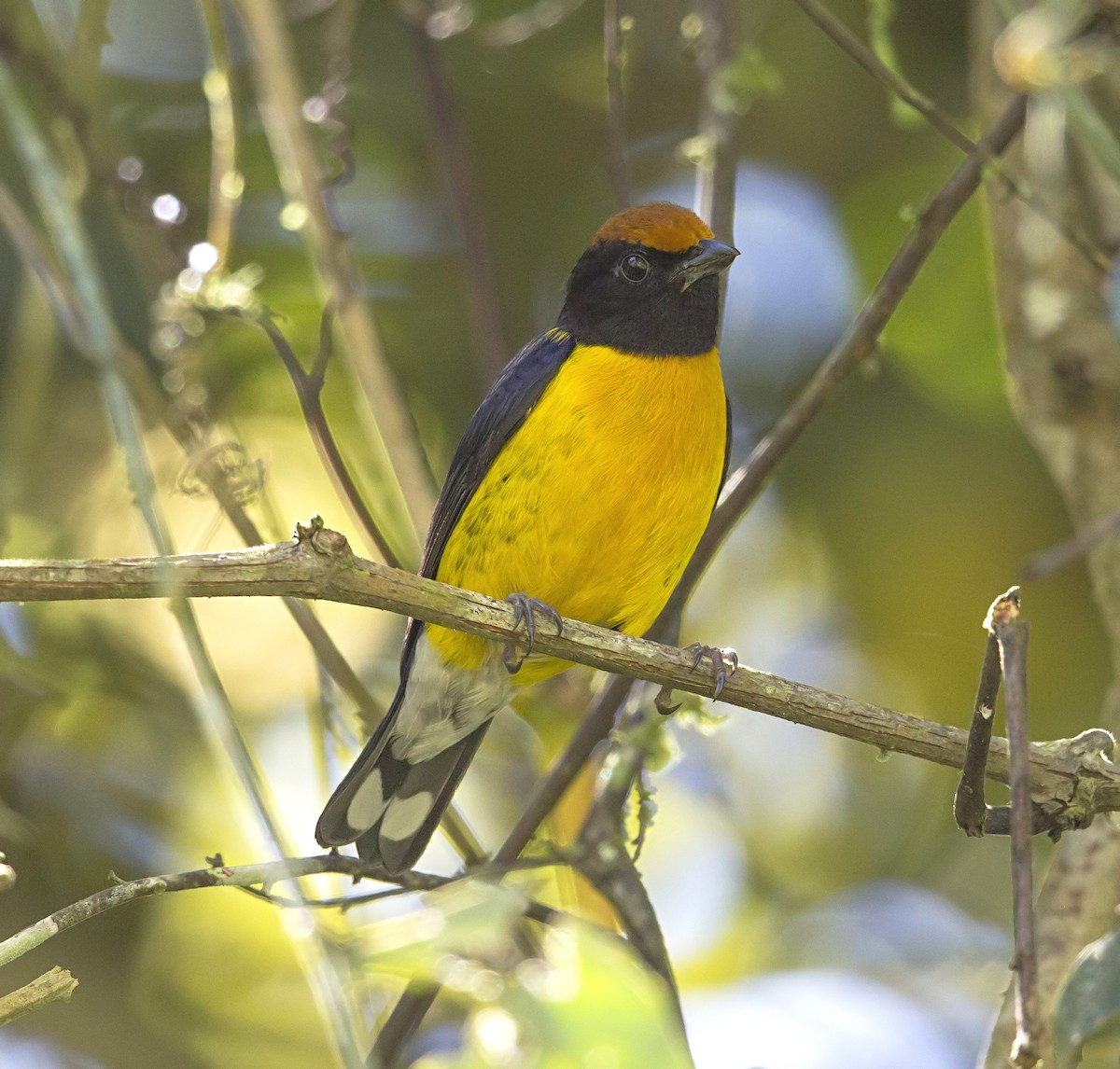 Tawny-capped Euphonia - ML644053575