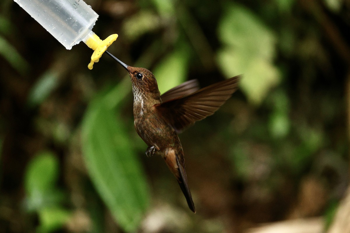 Bronzy Inca - ML644053576