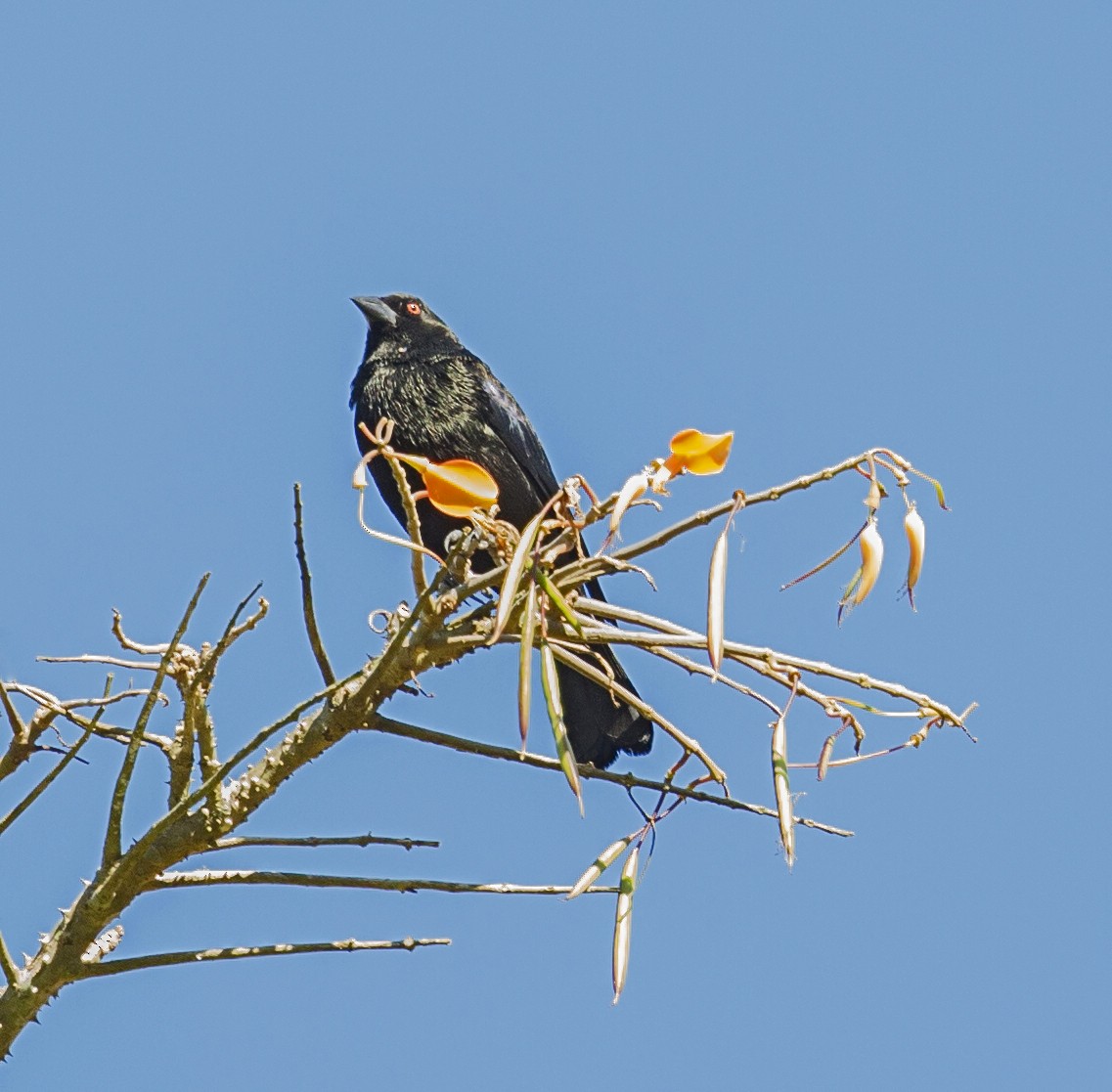 Bronzed Cowbird - ML644053578