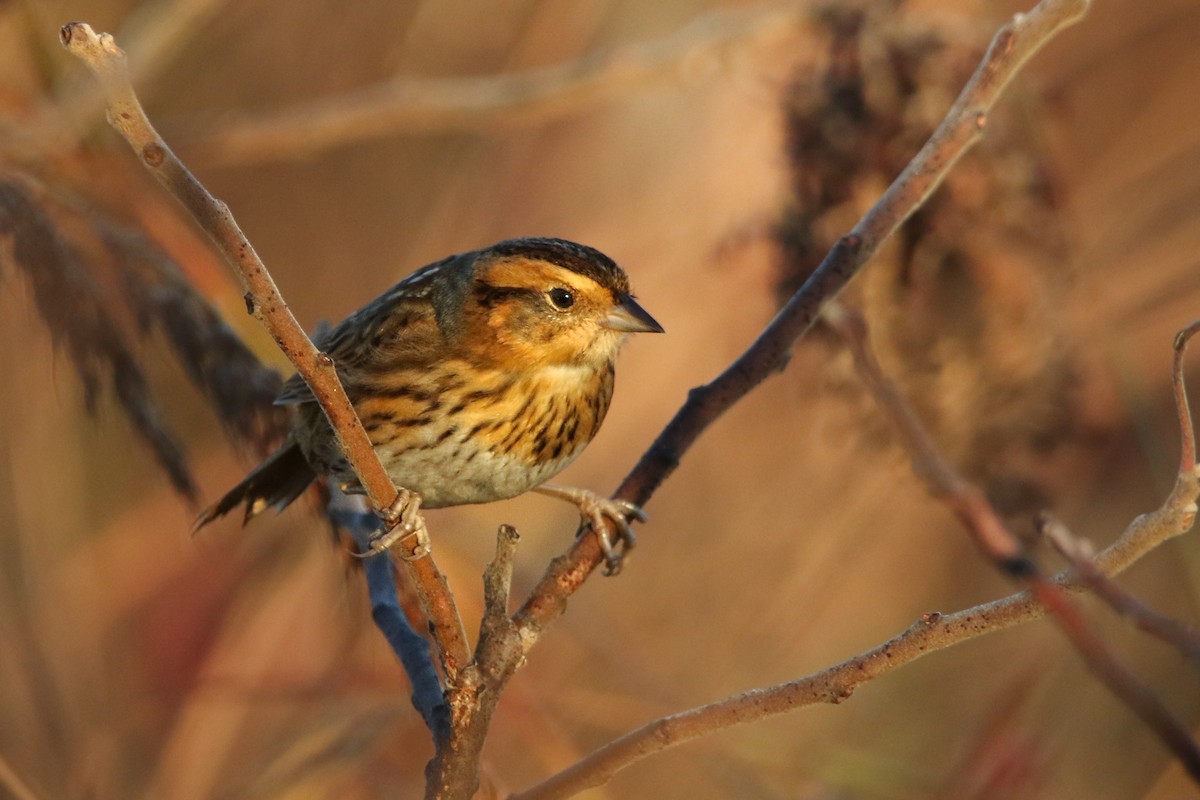 Nelson's Sparrow - ML644053582