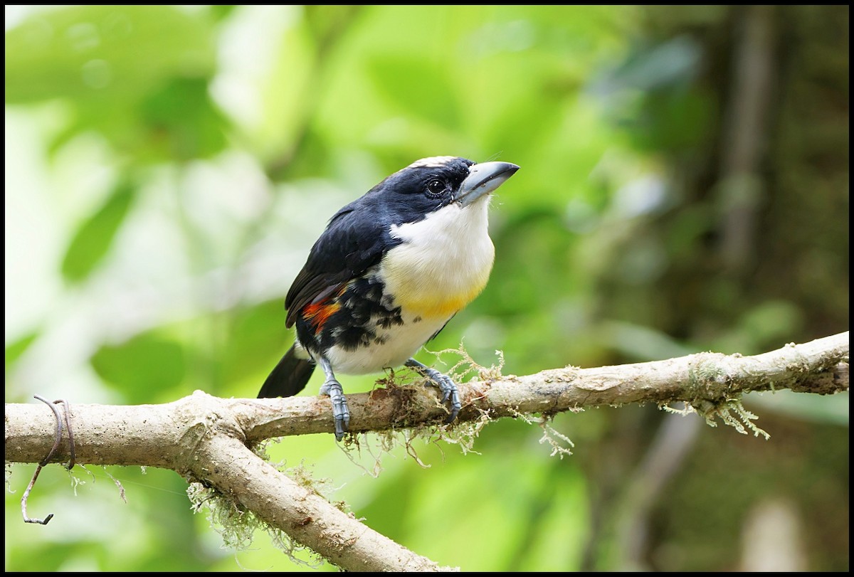 Spot-crowned Barbet - ML644053586