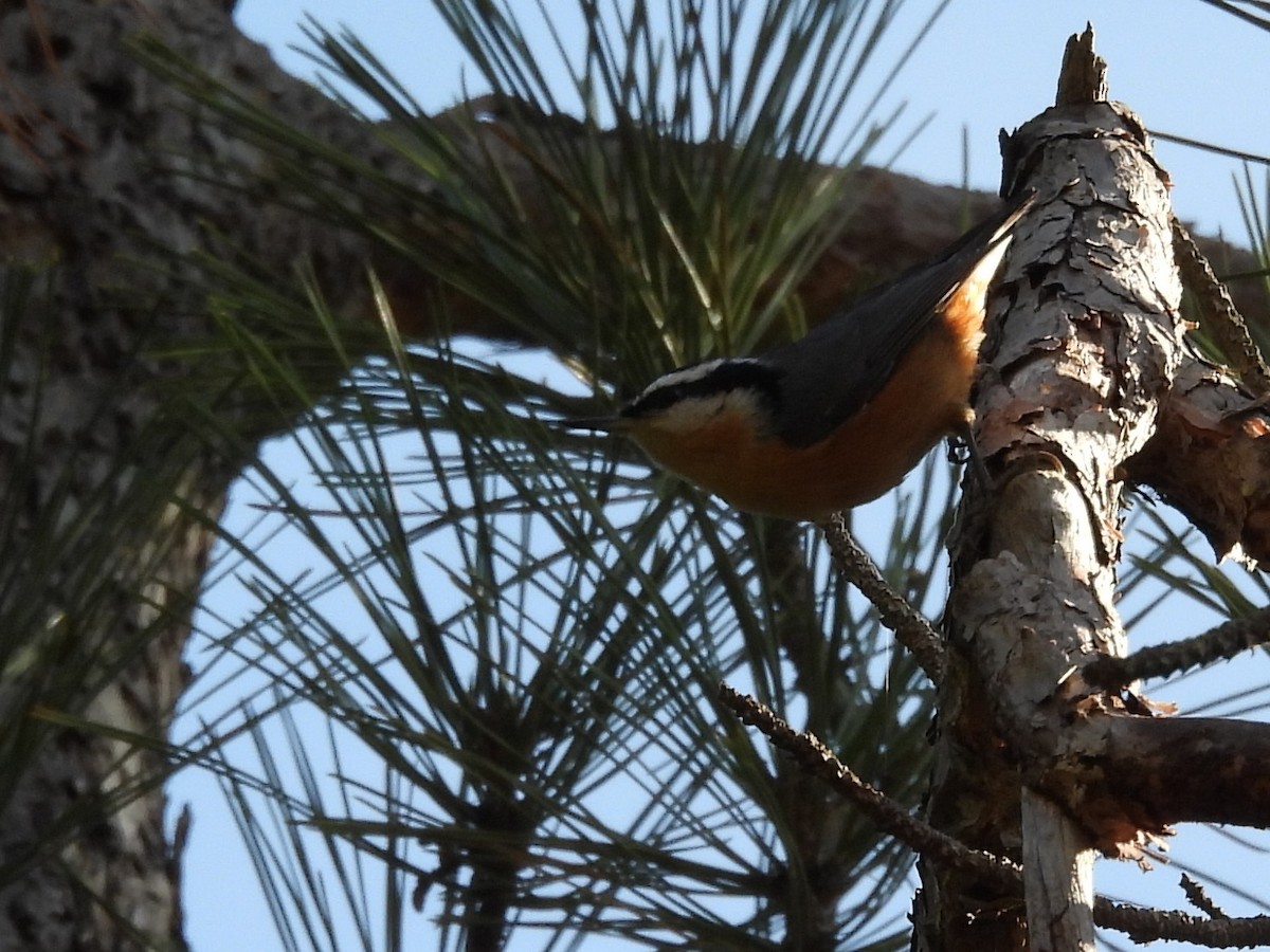 Red-breasted Nuthatch - ML644053591