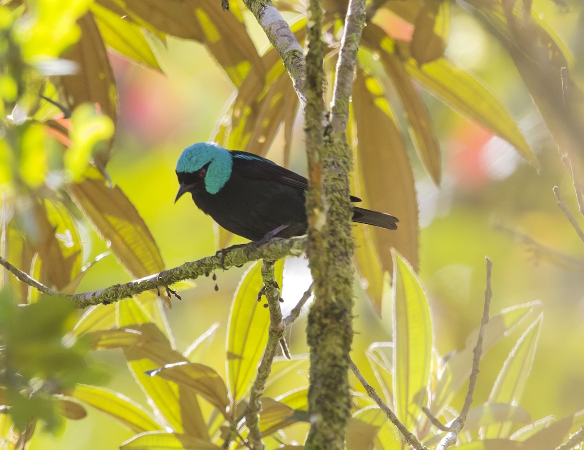 Scarlet-thighed Dacnis - ML644053593