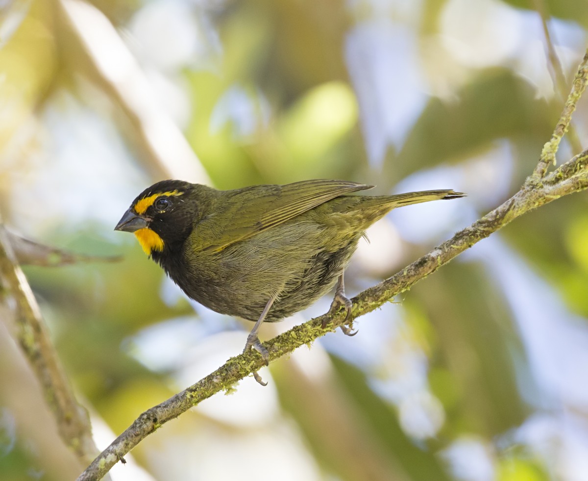 Yellow-faced Grassquit - ML644053599