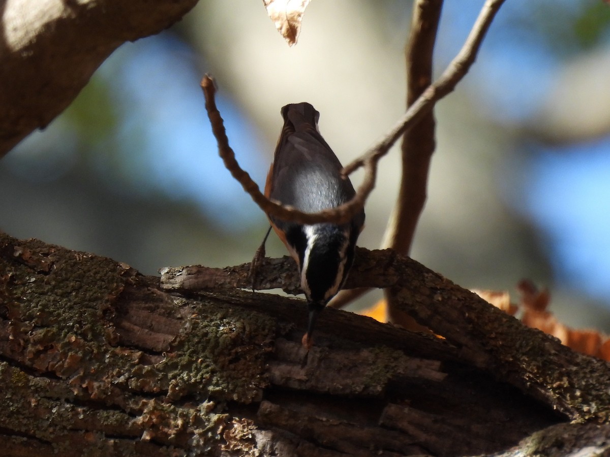 Red-breasted Nuthatch - ML644053600
