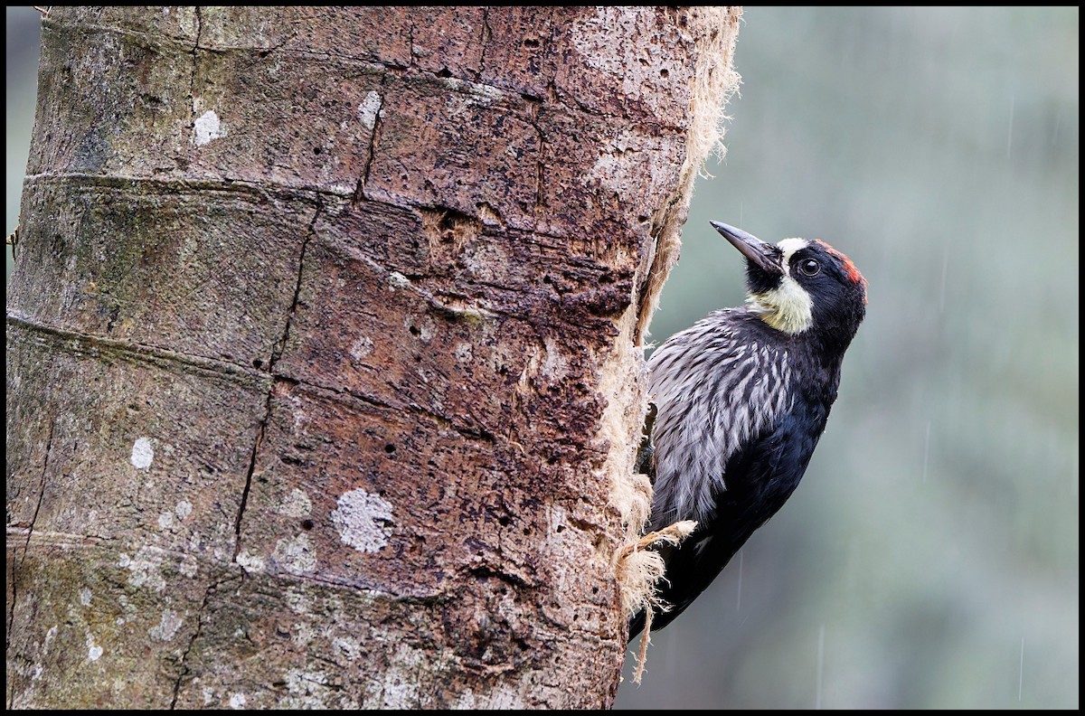 Acorn Woodpecker - ML644053602