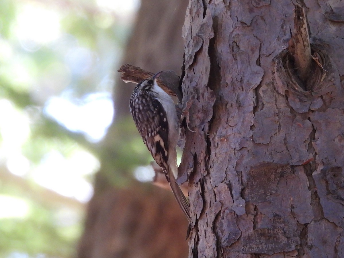 Brown Creeper - ML644053610