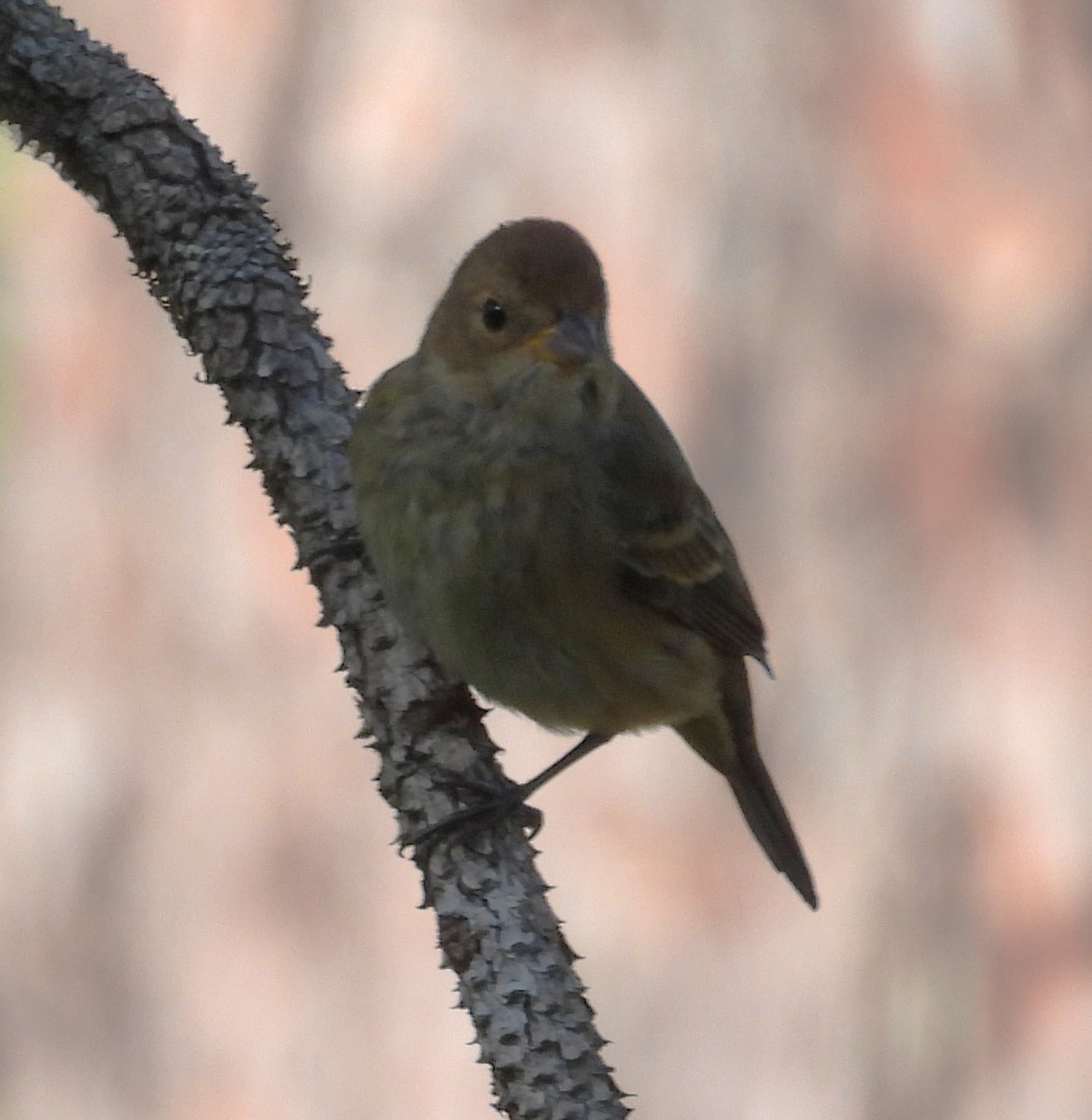 Indigo Bunting - ML644053614